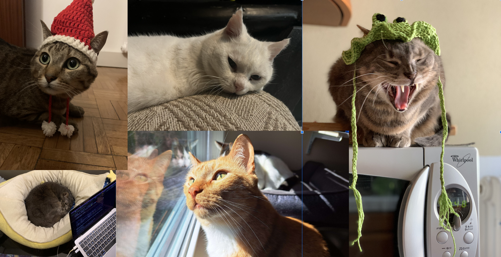 a collage of cat photos, one wearing a santa hat, one one curled up sleeping, one looking out a window